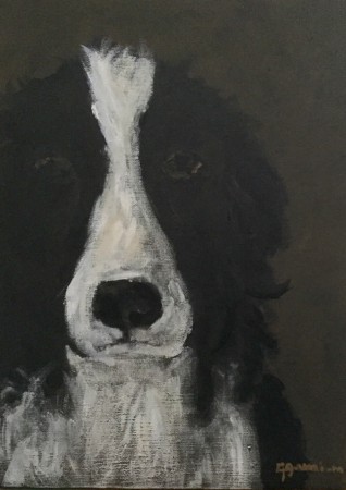 englishspringerspaniel 4